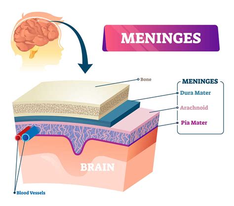 diagram of the meninges 